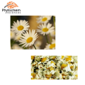 Pure chamomile flowers treat skin inflammation extract powder